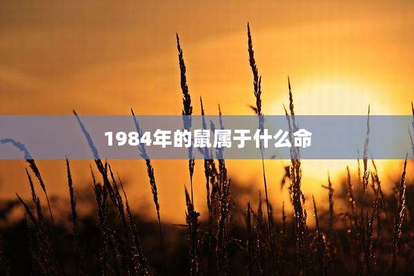 1984年的鼠属于什么命