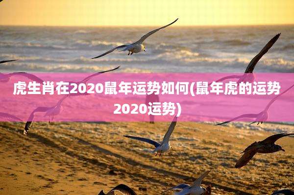 虎生肖在2020鼠年运势如何(鼠年虎的运势2020运势)