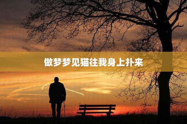 做梦梦见猫往我身上扑来