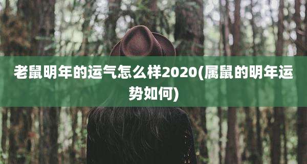 老鼠明年的运气怎么样2020(属鼠的明年运势如何)