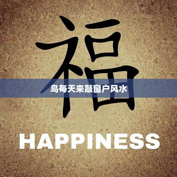 鸟每天来敲窗户风水