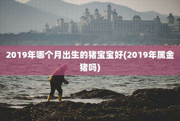 2019年哪个月出生的猪宝宝好(2019年属金猪吗)