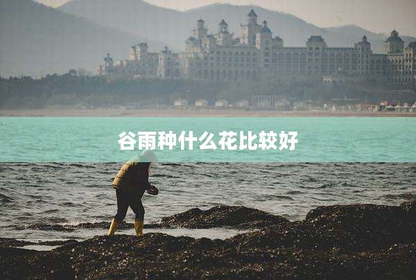 谷雨种什么花比较好