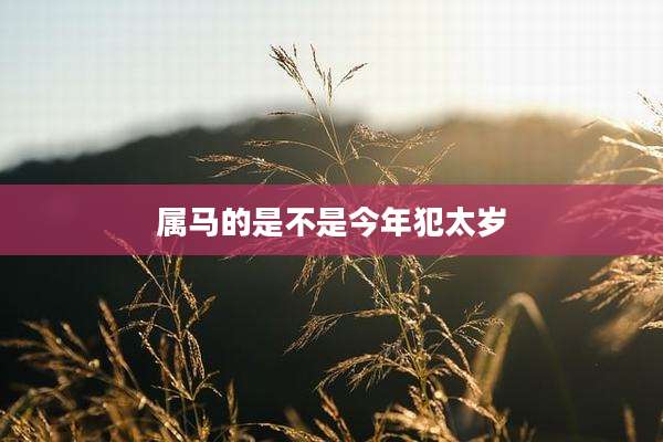 属马的是不是今年犯太岁