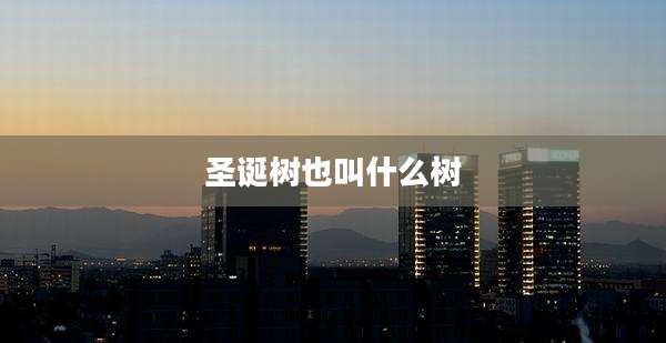 圣诞树也叫什么树
