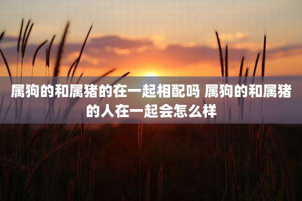 属狗的和属猪的在一起相配吗 属狗的和属猪的人在一起会怎么样