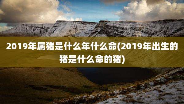 2019年属猪是什么年什么命(2019年出生的猪是什么命的猪)