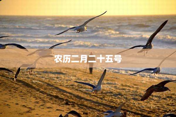 农历二月二十五号