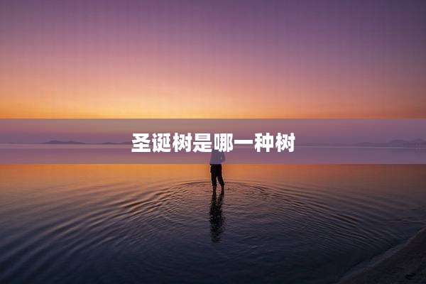 圣诞树是哪一种树
