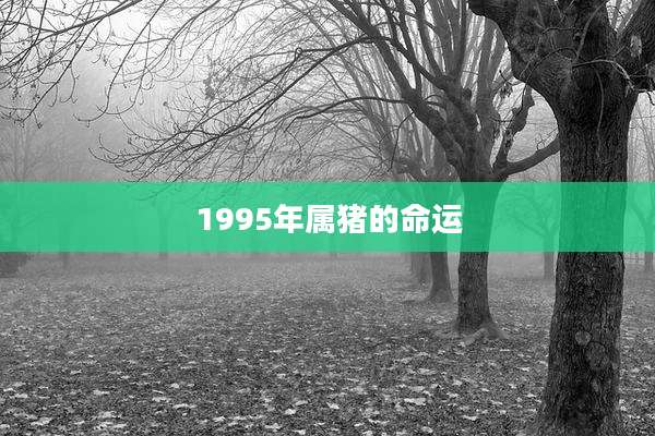 1995年属猪的命运