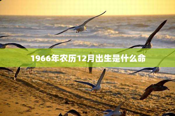 1966年农历12月出生是什么命