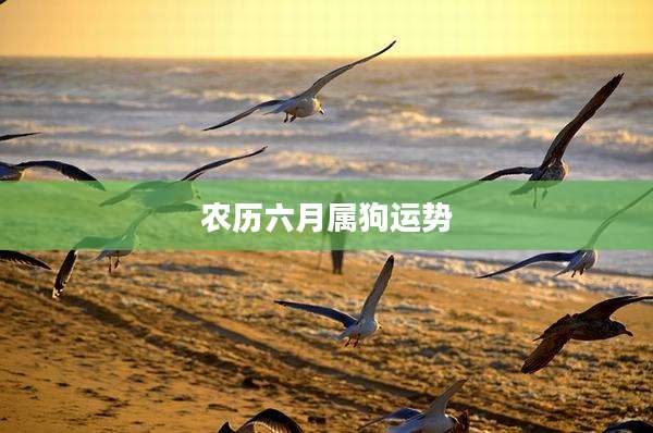 农历六月属狗运势
