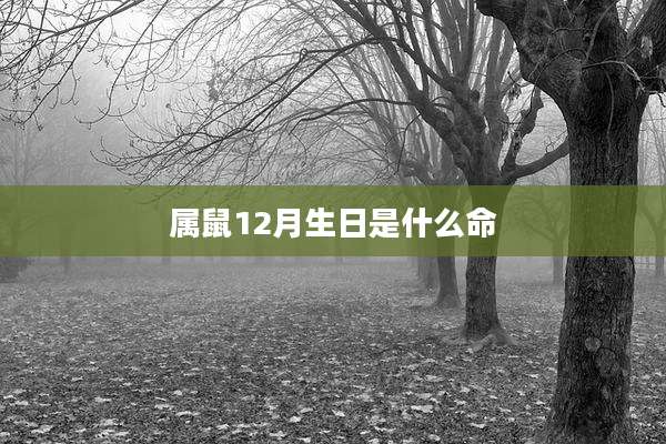 属鼠12月生日是什么命