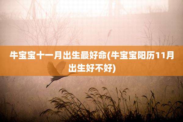 牛宝宝十一月出生最好命(牛宝宝阳历11月出生好不好)