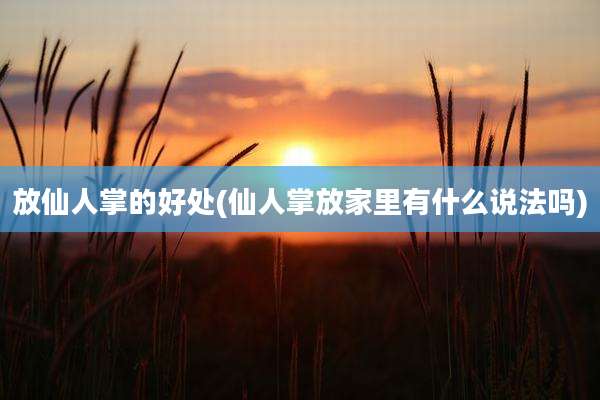 放仙人掌的好处(仙人掌放家里有什么说法吗)
