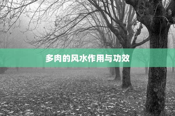 多肉的风水作用与功效