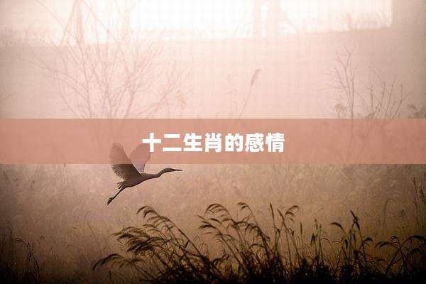 十二生肖的感情