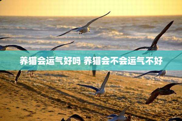 养猫会运气好吗 养猫会不会运气不好