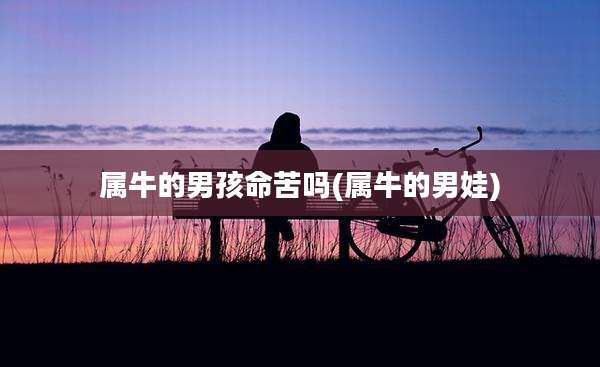 属牛的男孩命苦吗(属牛的男娃)