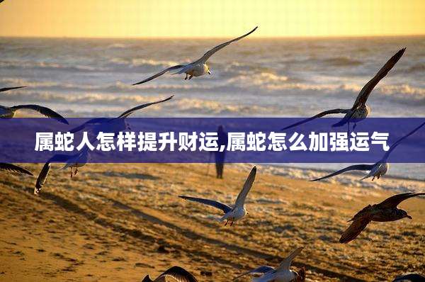 属蛇人怎样提升财运,属蛇怎么加强运气