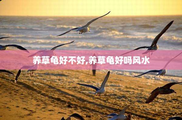 养草龟好不好,养草龟好吗风水