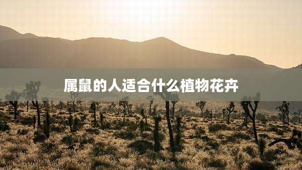 属鼠的人适合什么植物花卉