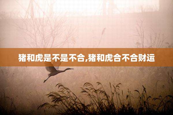 猪和虎是不是不合,猪和虎合不合财运