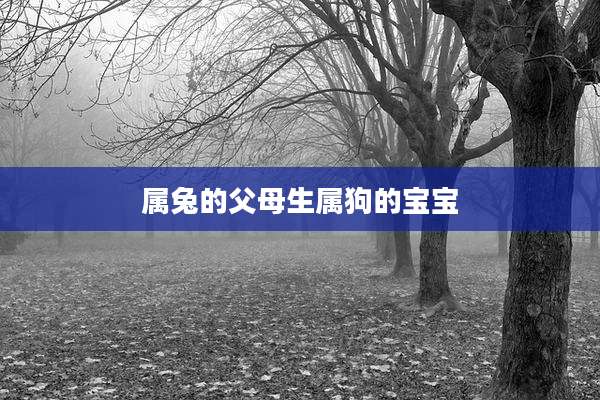 属兔的父母生属狗的宝宝