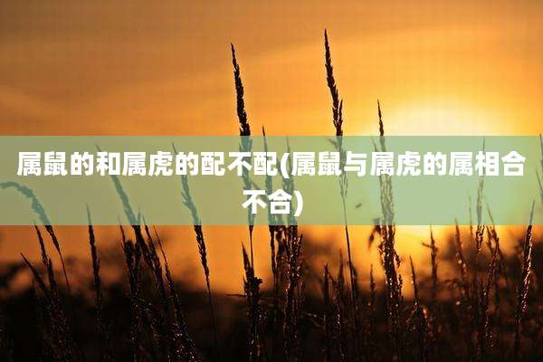 属鼠的和属虎的配不配(属鼠与属虎的属相合不合)