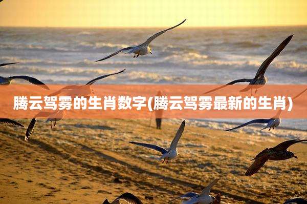 腾云驾雾的生肖数字(腾云驾雾最新的生肖)