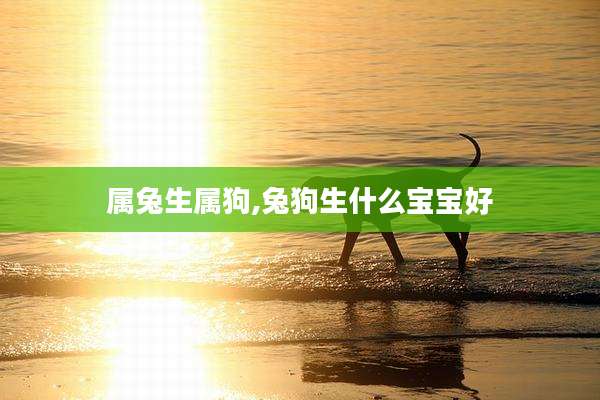 属兔生属狗,兔狗生什么宝宝好