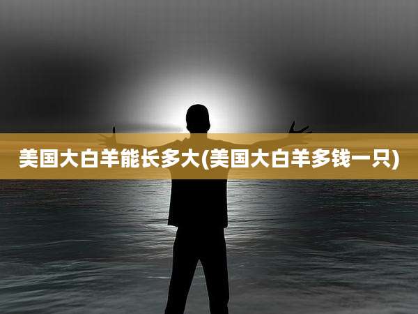 美国大白羊能长多大(美国大白羊多钱一只)