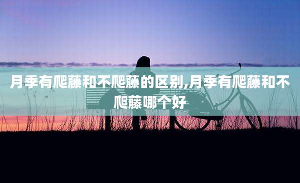 月季有爬藤和不爬藤的区别,月季有爬藤和不爬藤哪个好