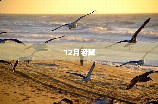 12月老鼠