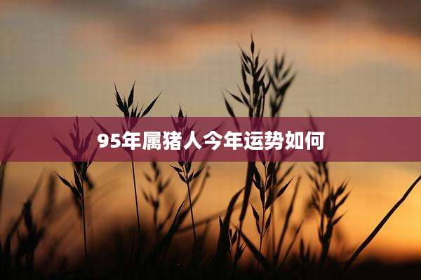 95年属猪人今年运势如何