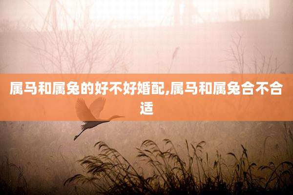 属马和属兔的好不好婚配,属马和属兔合不合适