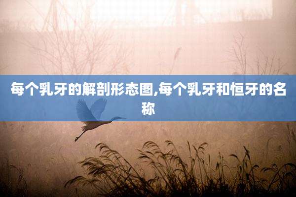 每个乳牙的解剖形态图,每个乳牙和恒牙的名称