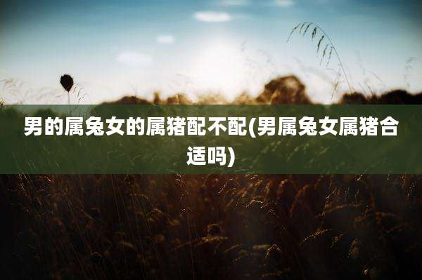 男的属兔女的属猪配不配(男属兔女属猪合适吗)