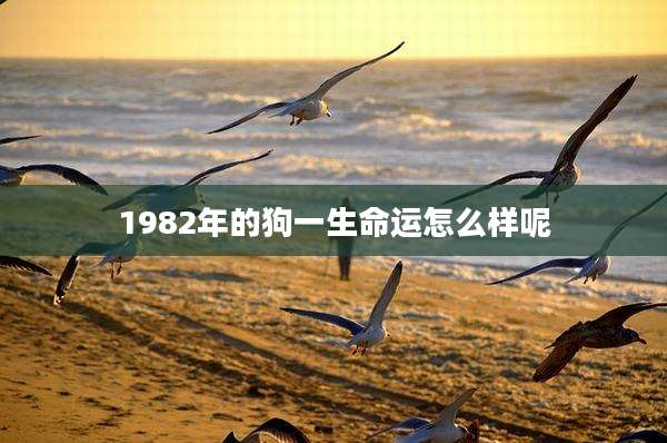 1982年的狗一生命运怎么样呢