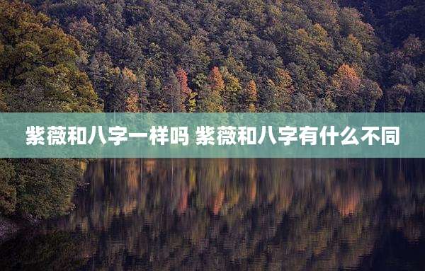 紫薇和八字一样吗 紫薇和八字有什么不同