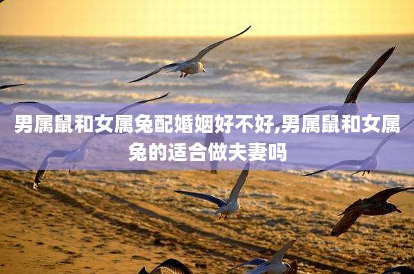 男属鼠和女属兔配婚姻好不好,男属鼠和女属兔的适合做夫妻吗