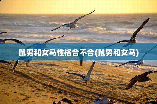 鼠男和女马性格合不合(鼠男和女马)