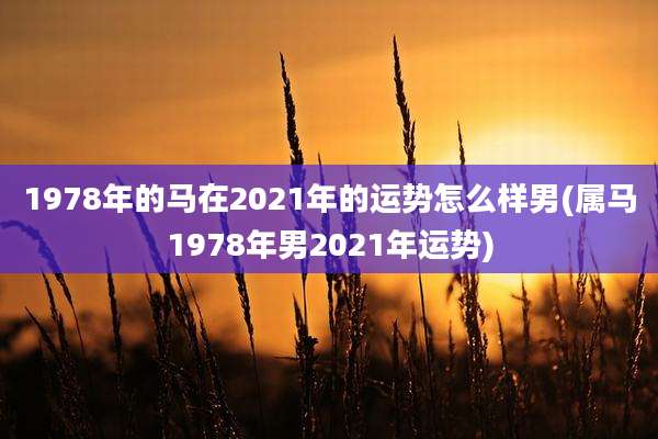 1978年的马在2021年的运势怎么样男(属马1978年男2021年运势)