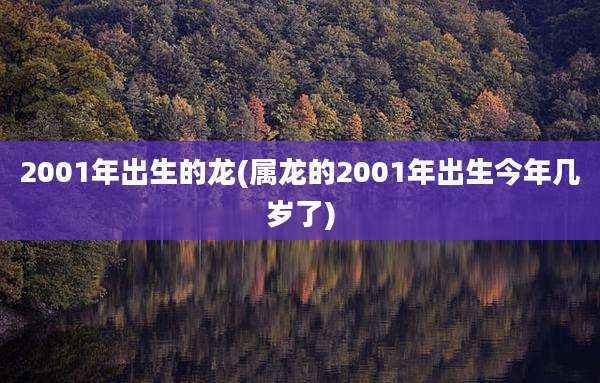 2001年出生的龙(属龙的2001年出生今年几岁了)