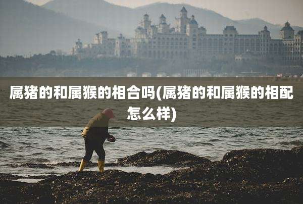 属猪的和属猴的相合吗(属猪的和属猴的相配怎么样)
