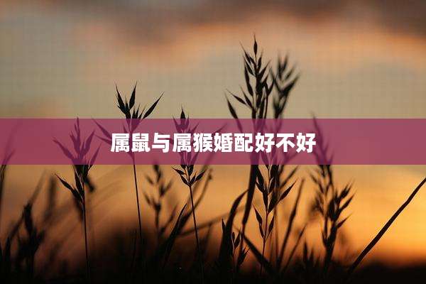 属鼠与属猴婚配好不好