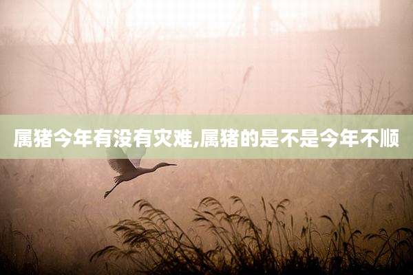 属猪今年有没有灾难,属猪的是不是今年不顺