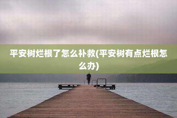 平安树烂根了怎么补救(平安树有点烂根怎么办)