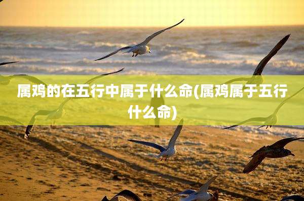 属鸡的在五行中属于什么命(属鸡属于五行什么命)