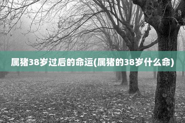 属猪38岁过后的命运(属猪的38岁什么命)